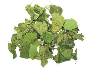 Gymnema Leaves