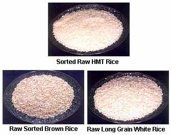 Hard Organic Raw Rice, for Cooking, Feature : Gluten Free, High In Protein