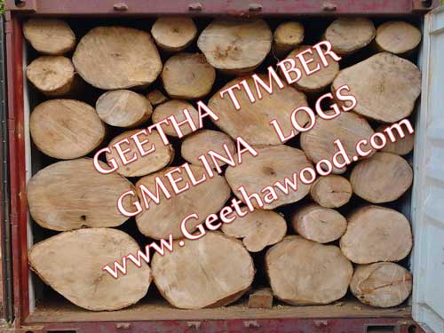 Geetha Timber Gmelina Wood Log