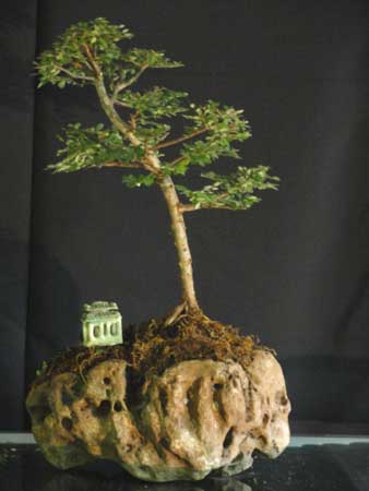 Bonsai Plant