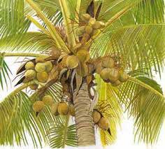Maruti Nursery coconut plant