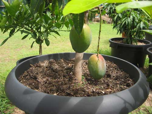 Maruti Nursery Mango Plant