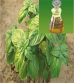 Basil Oil