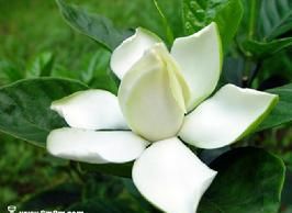 Gardenia Concrete