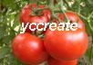 Lycopene