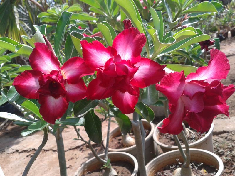 Adeniums Plants