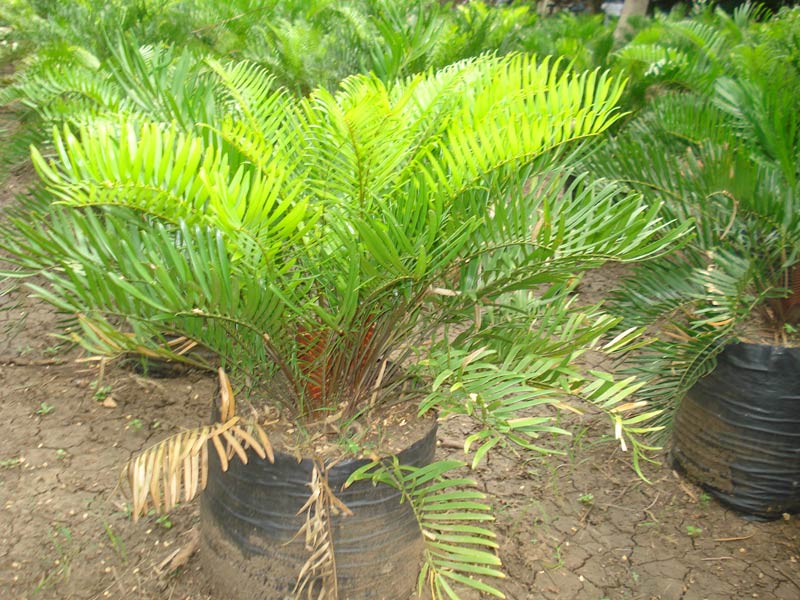 Zamia Floridana Plants