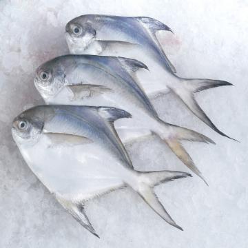 W/R Pomfret Fish, Style : Frozen