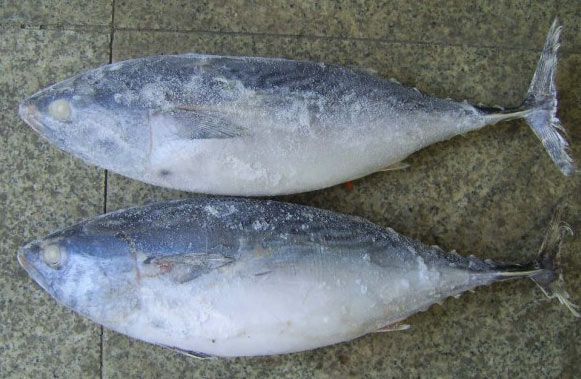 Frozen Tuna