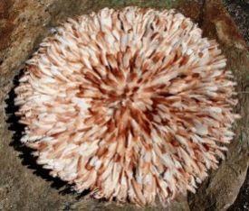 Bamileke Juju Hats In Various Colours