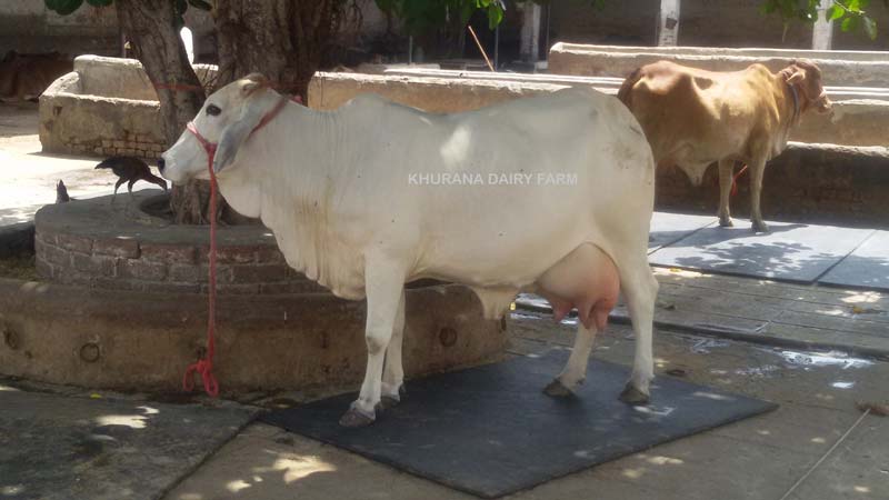 Tharparkar Cow