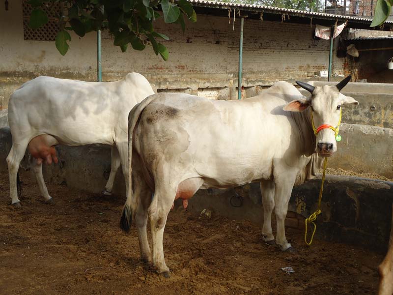 Tharparkar Cow