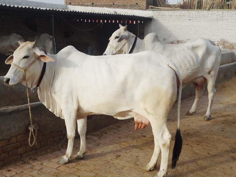 Tharparkar Cow