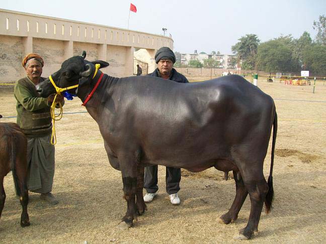 Murrah Buffalo