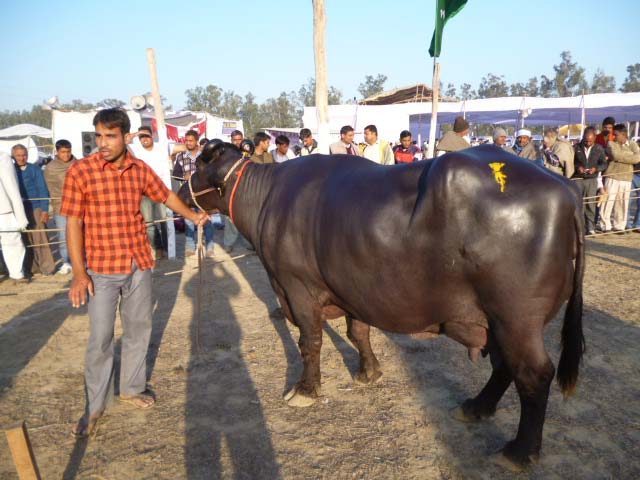 Murrah Buffalo