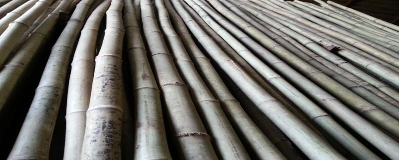 Assam Special Bamboo