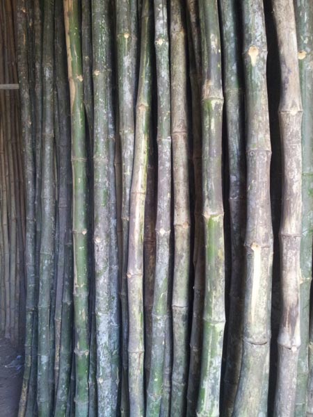 Farasmani Bunda Konkan Bamboo