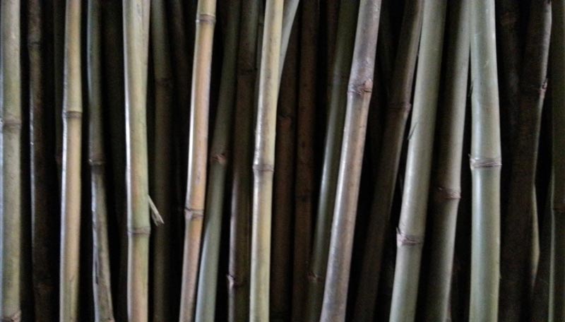 Khacra Bamboo Konkan Bamboo