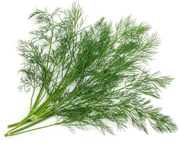 Dill Leaves