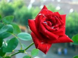 fresh rose flower