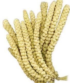 millet seed