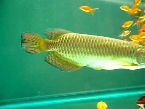 Arowana Fishes