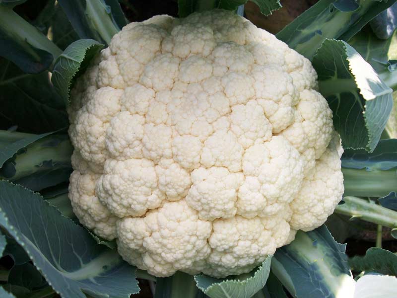 fresh cauliflower