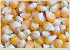 maize