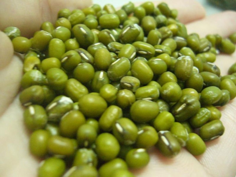 Green Mung Bean by HASAN TRADING INTERNATIONAL, green mung bean from