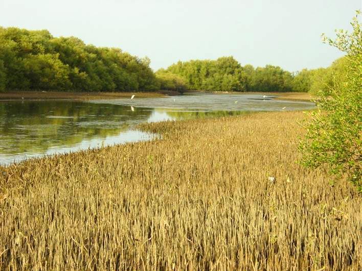 Terrestrial and Marine Ecology