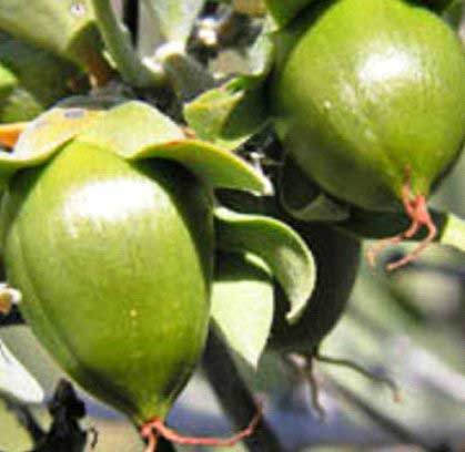 Jojoba Oil, for Ayurvedic Products, Herbal Products, Skin Care Products, Packaging Size : 100ml, 200ml