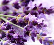 lavender oil