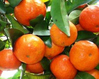 Common Mandarin Oil, for Medicinal, Packaging Size : 100ml, 200ml, 50ml