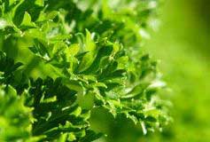 Parsley Seed Oil, Color : Green
