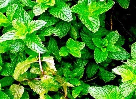 spearmint oil