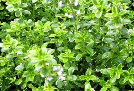Common Thyme Oil, for Cooking, Medicines, Form : Liquid
