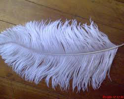 Ostrich Feather by Lamb Coast Inns Pty, ostrich feather, USD 20 / 32 ...