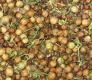 coriander seed
