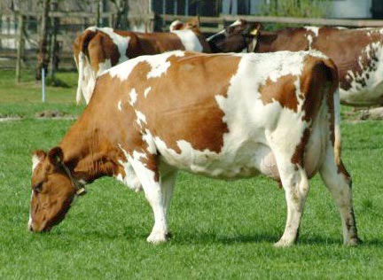 Cattle Feed Grade Soya Lecithin