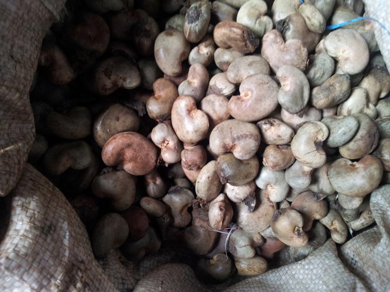 cashew raw material suppliers