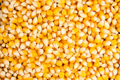 Corn, Maize