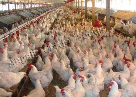 Broiler Poultry Finisher Feed