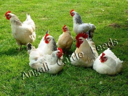 Broiler Poultry Grower Feed