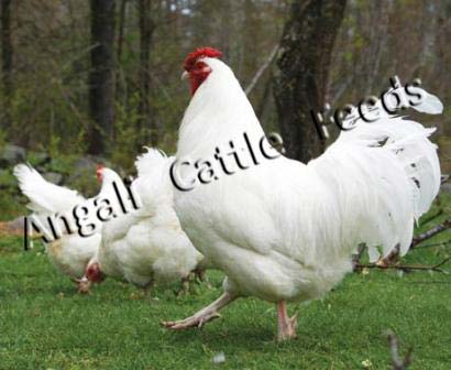 Broiler Poultry Starter Feed