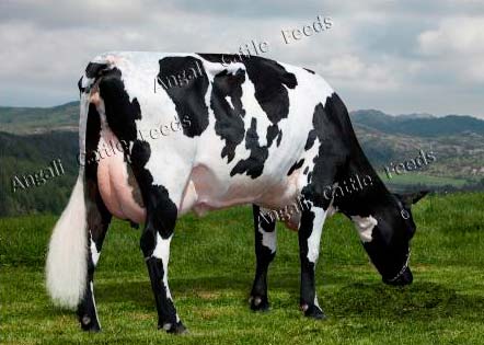 Milking Cattle Feed