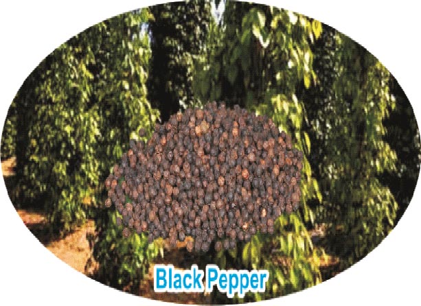 Organic Raw Black Pepper Seeds, for Cooking, Packaging Type : Gunny Bag, Jute Bag, Plastic Pouch