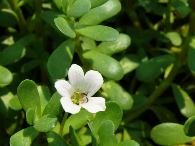 Bacopa Max