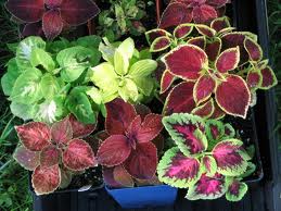 Coleus Forskohlii Extract