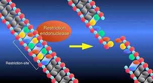 DNA Modifying Enzymes