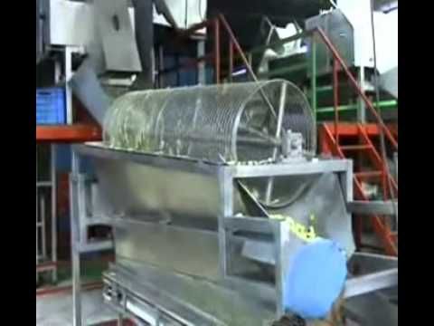 Raw Mango Cutting Machine